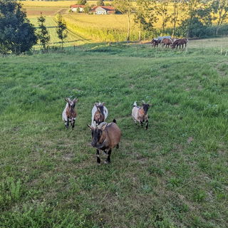 Unterwegs mit den Goasn...