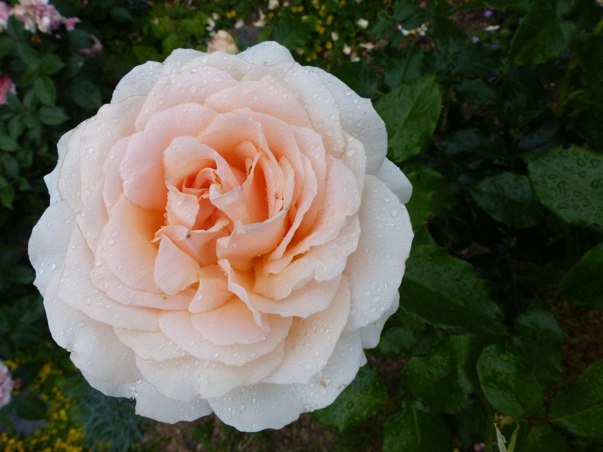Beauty in apricot - kühl, klar und apart