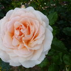 Beauty in apricot - kü...