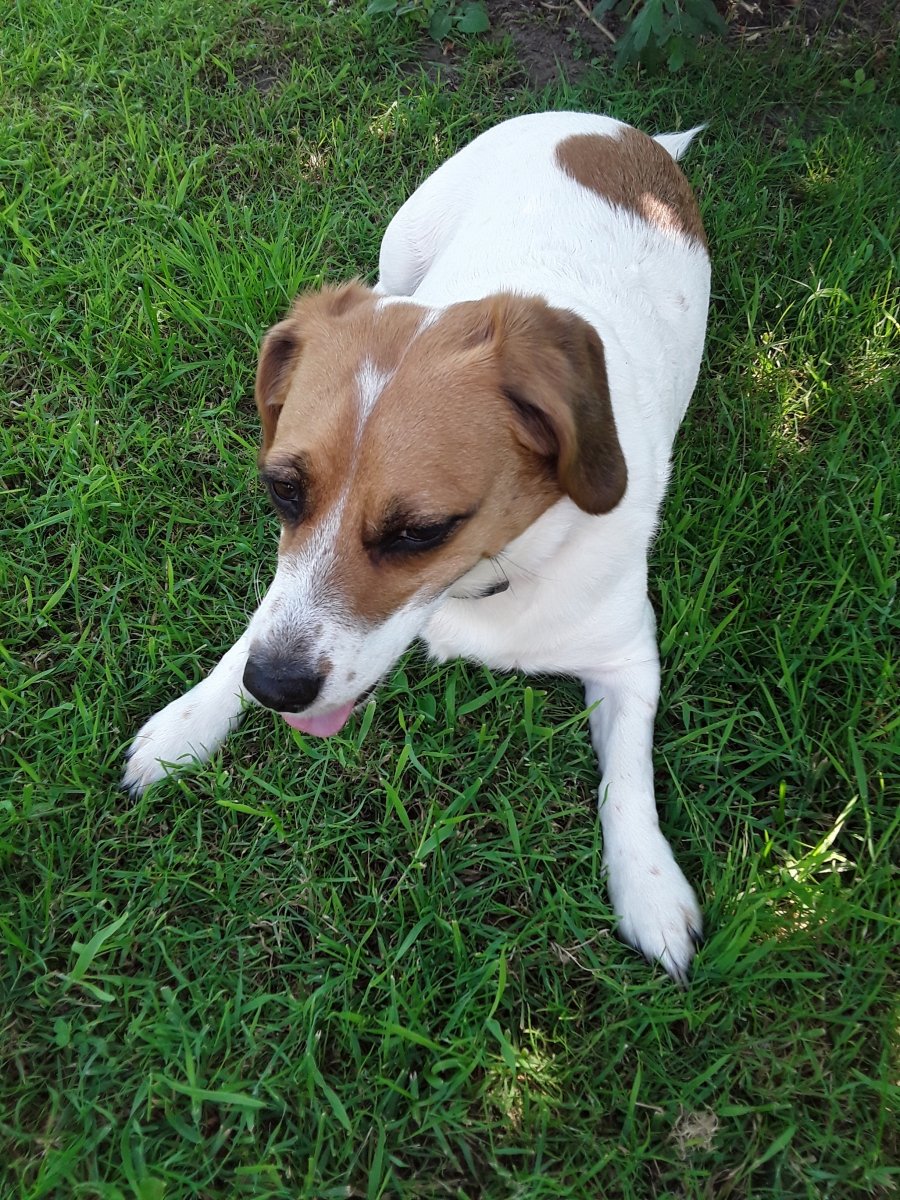 Abby, Hundedame.