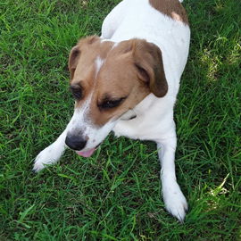 Abby, Hundedame.