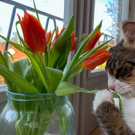 Auch ich kann Katzencon...