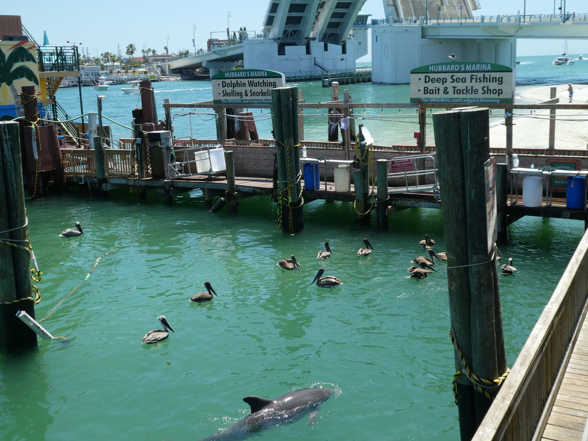 Hier fällt immer was ab, wenn die Fischer zurückkehren und ihren Fang sortieren....