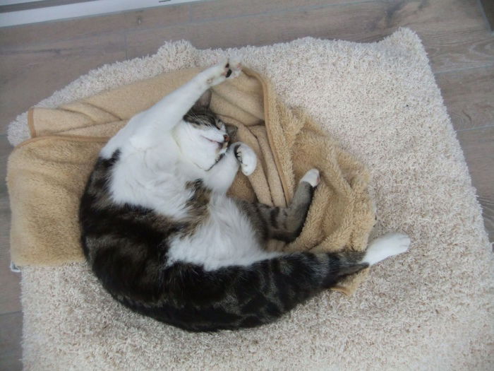 Snuggle beim Chillout