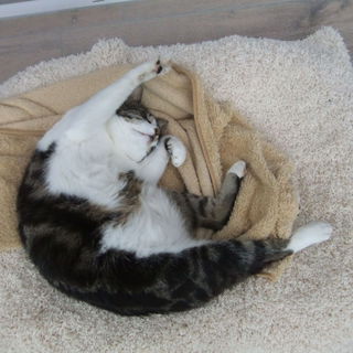 Snuggle beim Chillout...