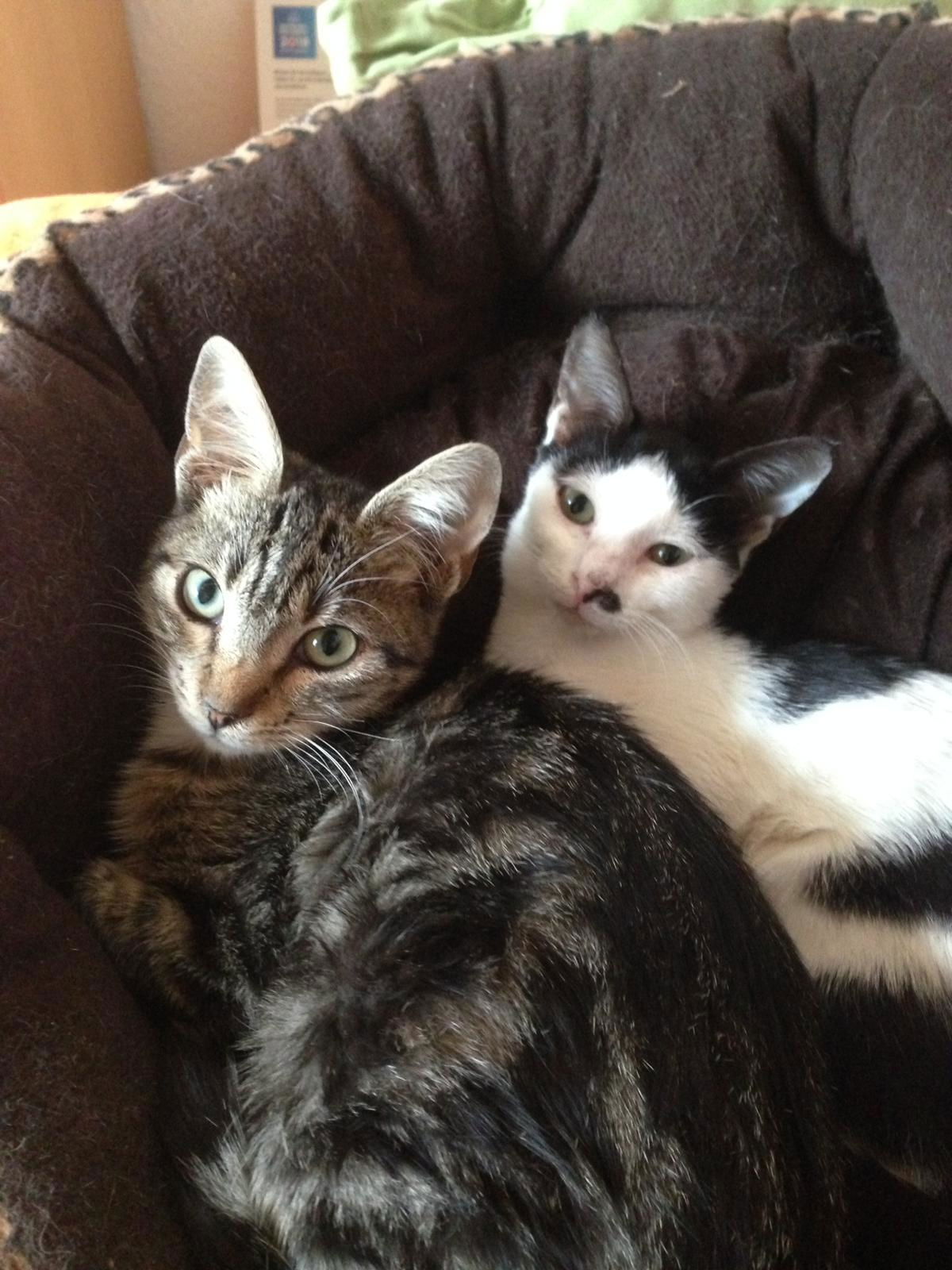 Aristo  und Sophia - aus Kreta