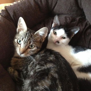 Aristo  und Sophia - au...