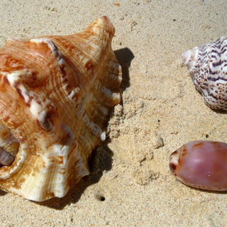 Muscheln am Strand eine...