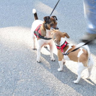 Chapi + Ronja