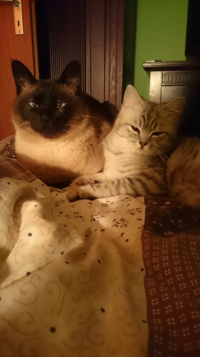 Jimmyschatz und Nalahmaus