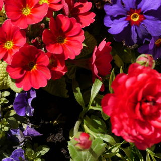 will Frühling haben