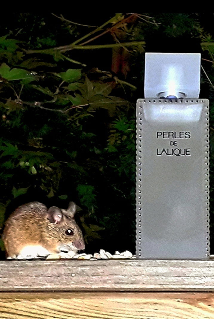 schnuff..Iso E Super?