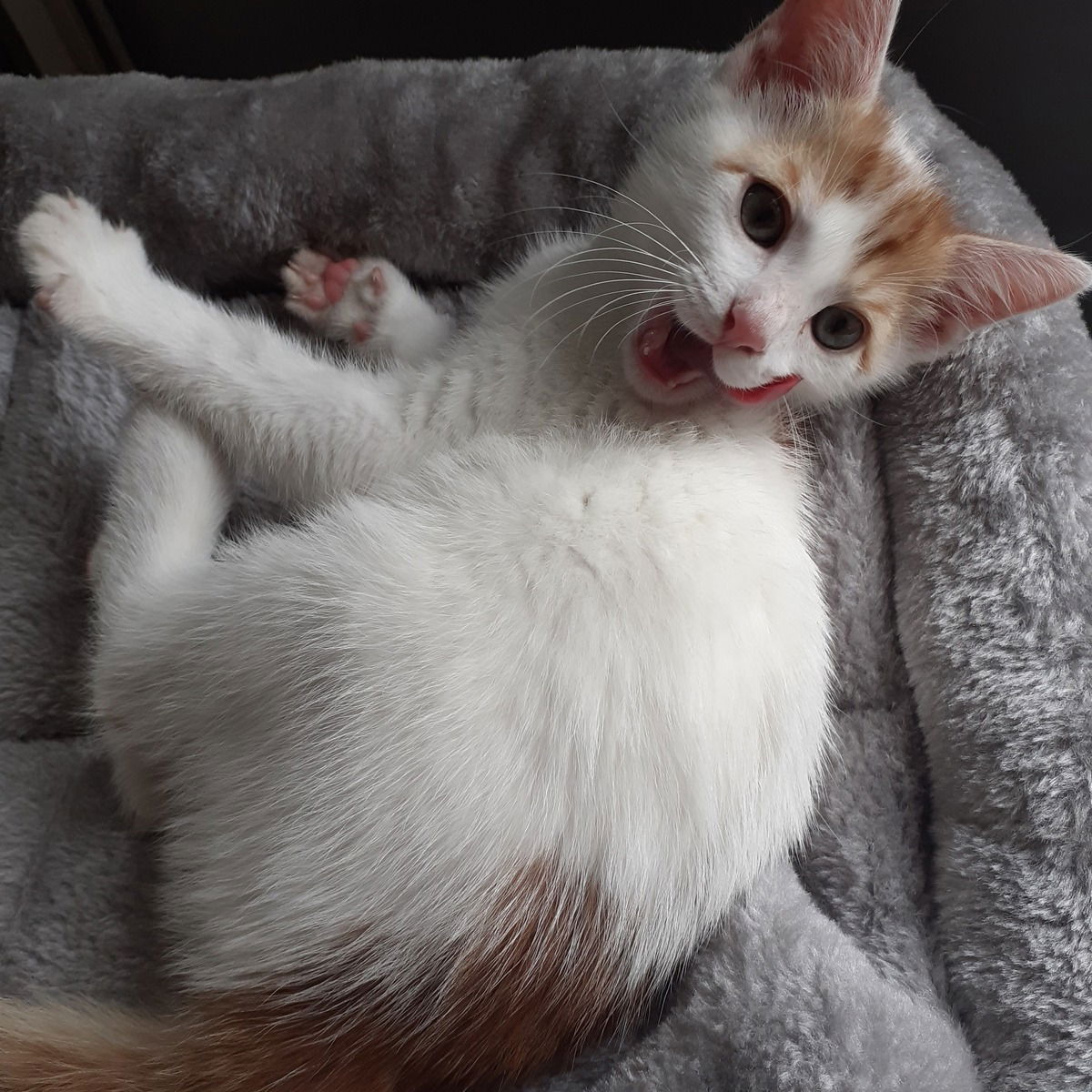 Mein süßes Meierchen, der olle Wurstdieb!