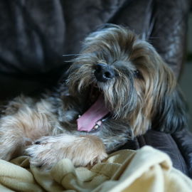 Unser Hund Lenny