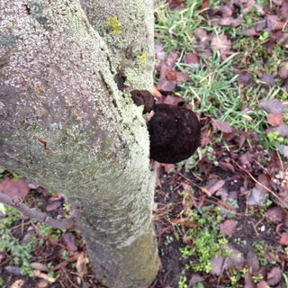 Pilz und Flechte und Mo...