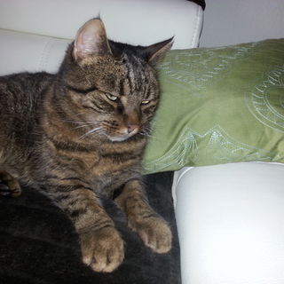 auffällig wieviele Kat...