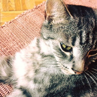 Mucki