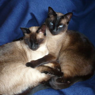 Tochters Siams, hier ma...