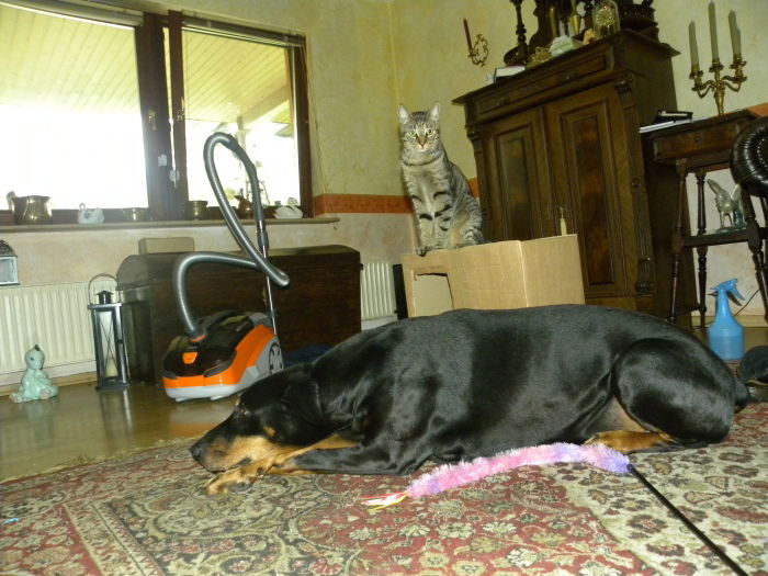 Wer paßt auf wen auf? Heini & Chicca