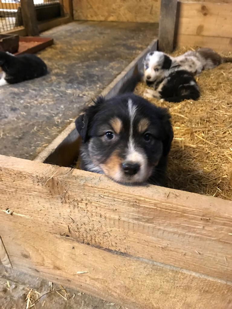 Luna 6 Wochen, noch 2 Wochen, bis sie zu mir darf :)