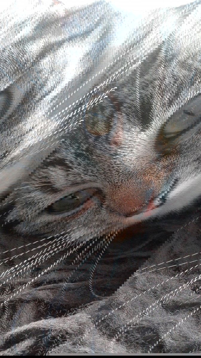 Mia - Diva