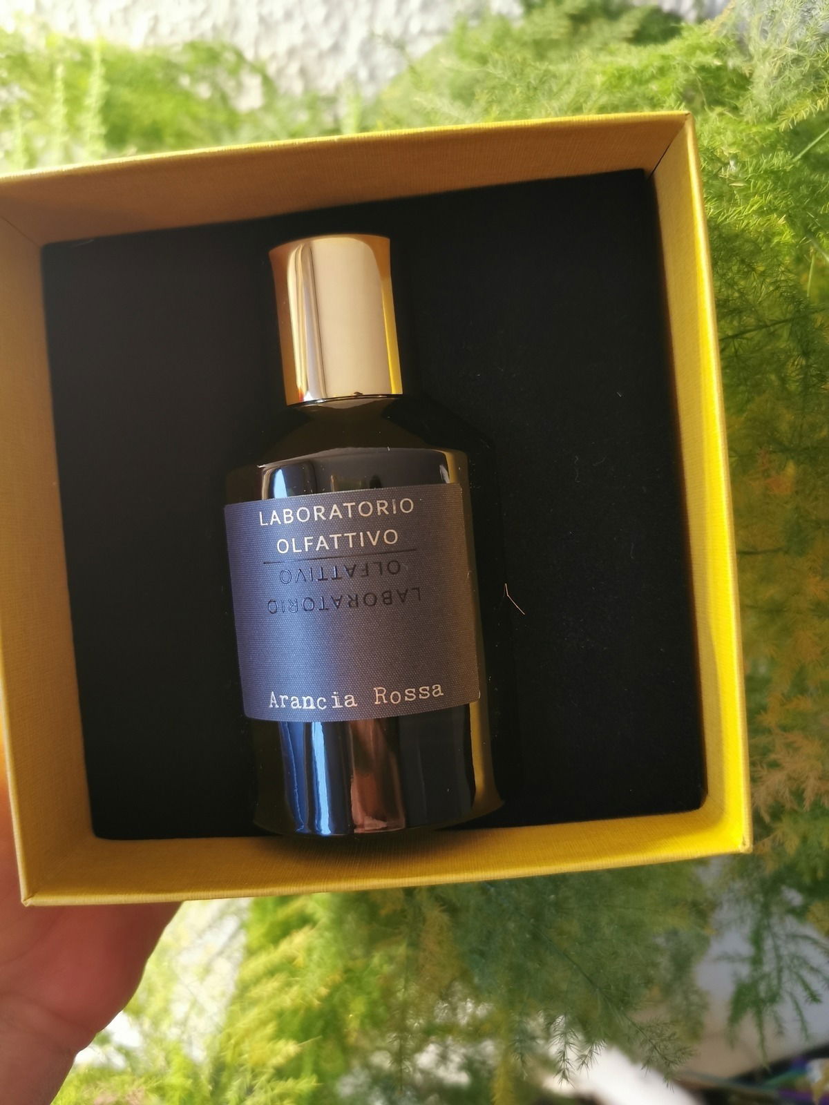 Der ✨Arancia Rossa✨ verdient definitiv mehr Aufmerksamkeit