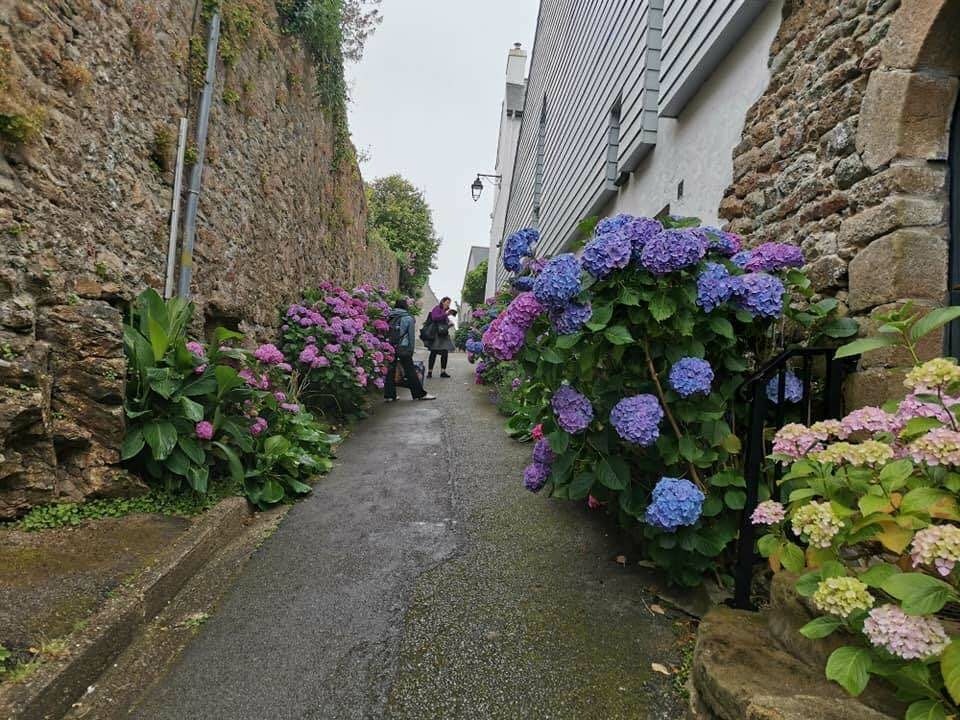 mit Verka dans la rue Saint Sauveur avec ses beaux hortensias