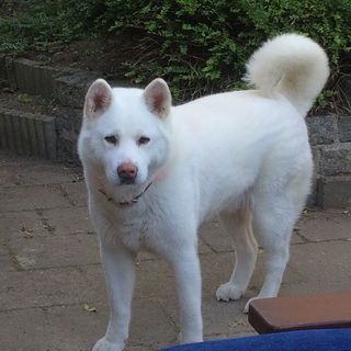 Mein geliebtes, wunders...