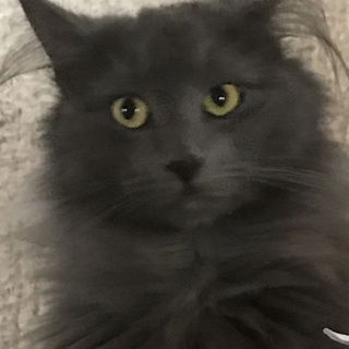 Prinzipessa Tommy Norwe...