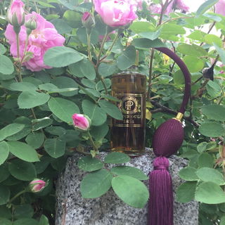 Geschwinds Nordlandrose...