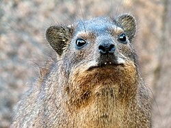 ein Klippschliefer 🤗