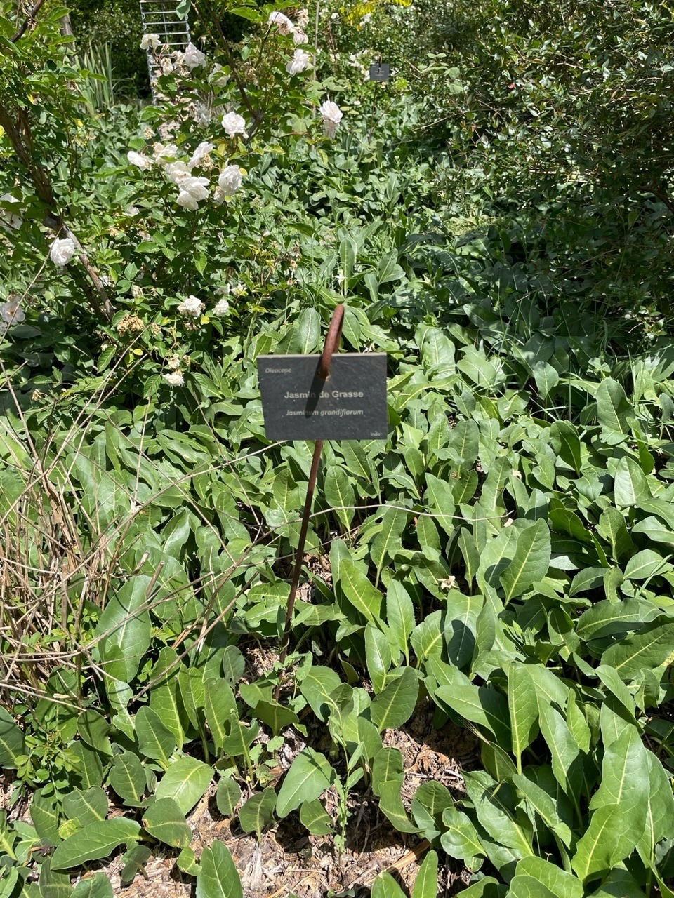 Gärten des Musée International de la Parfumerie, Mai 2023