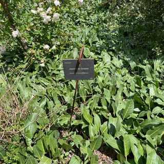 Gärten des Musée Inte...