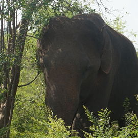 Udawalawe  Nationalpark...