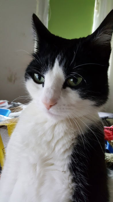 Pucki in Betrachtung des Hasen