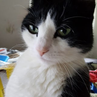 Pucki in Betrachtung de...