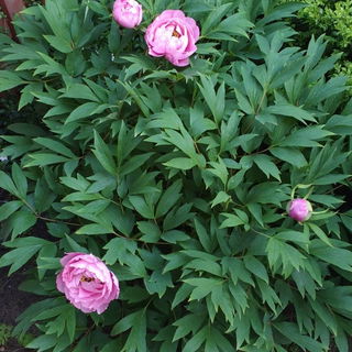 2017: vier Blüten! Zii...