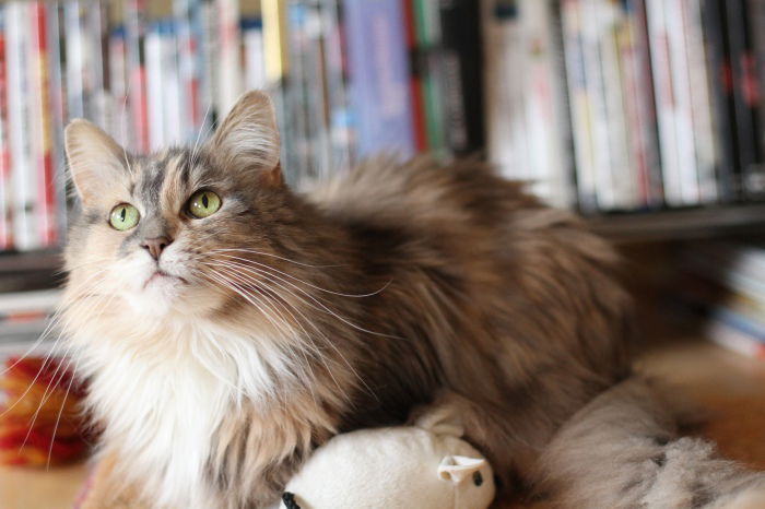 LouLou, die Teppichschnecke (1999 - 2014)