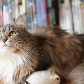 LouLou, die Teppichschn...