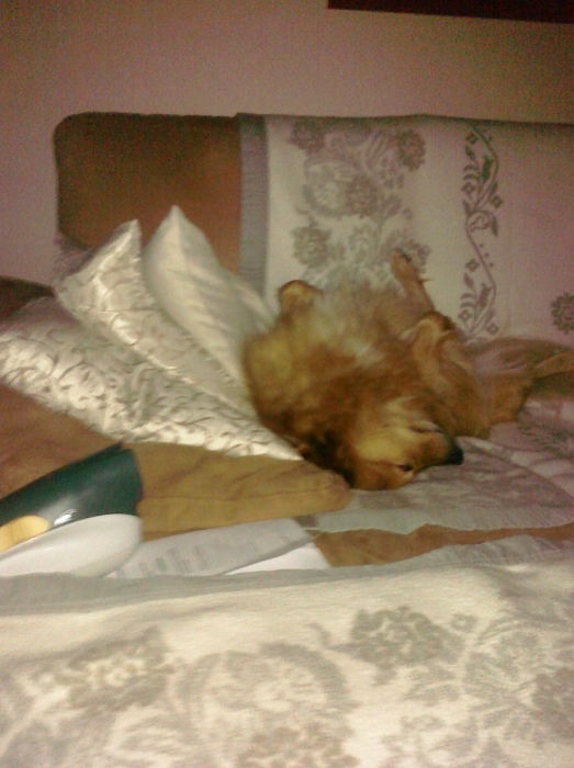 Lieblings-Schlaf- und Relaxstellung ...