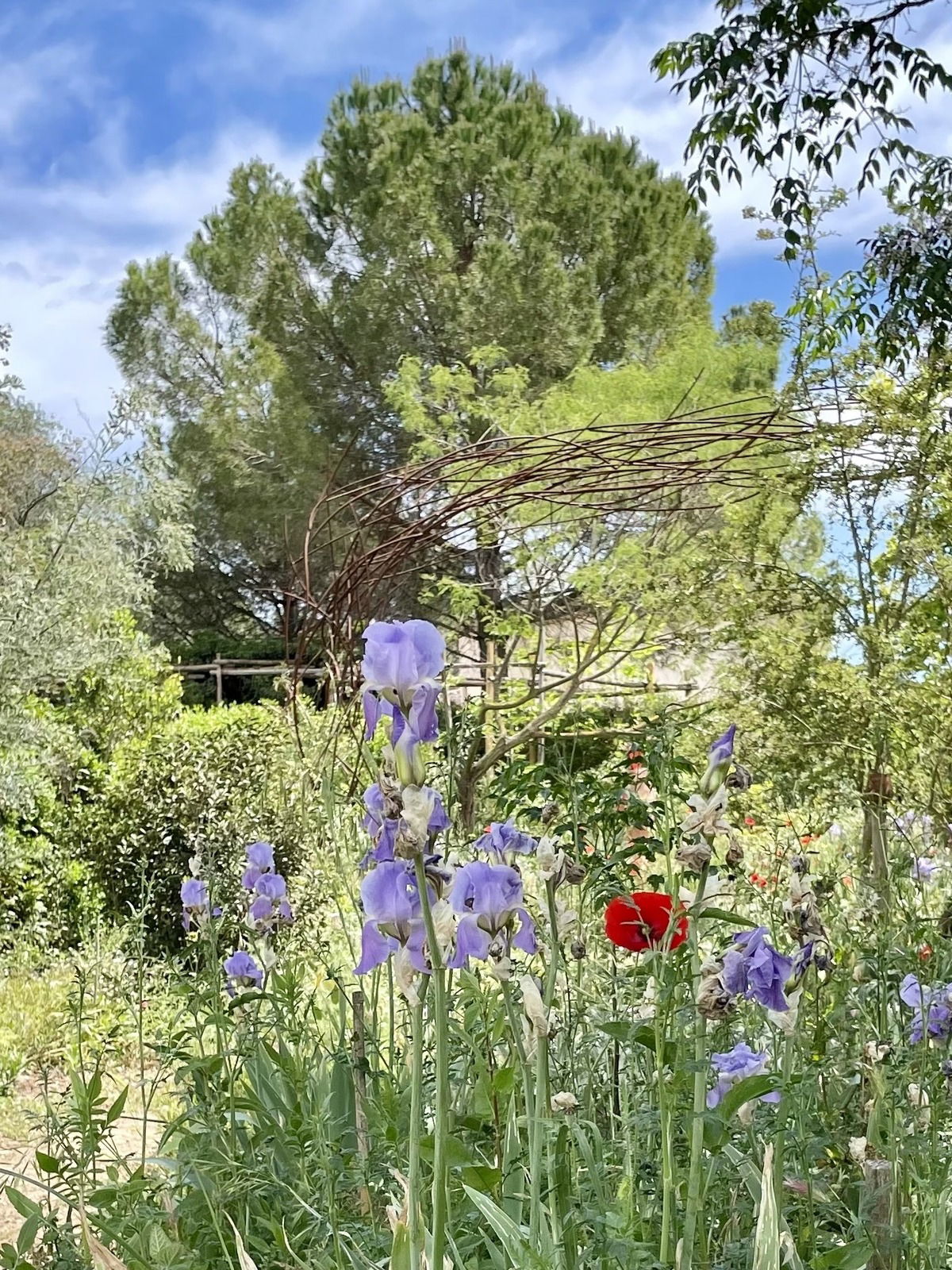 Iris Palladia - in den Gärten des Musée International de la Parfumerie, Mai 2023