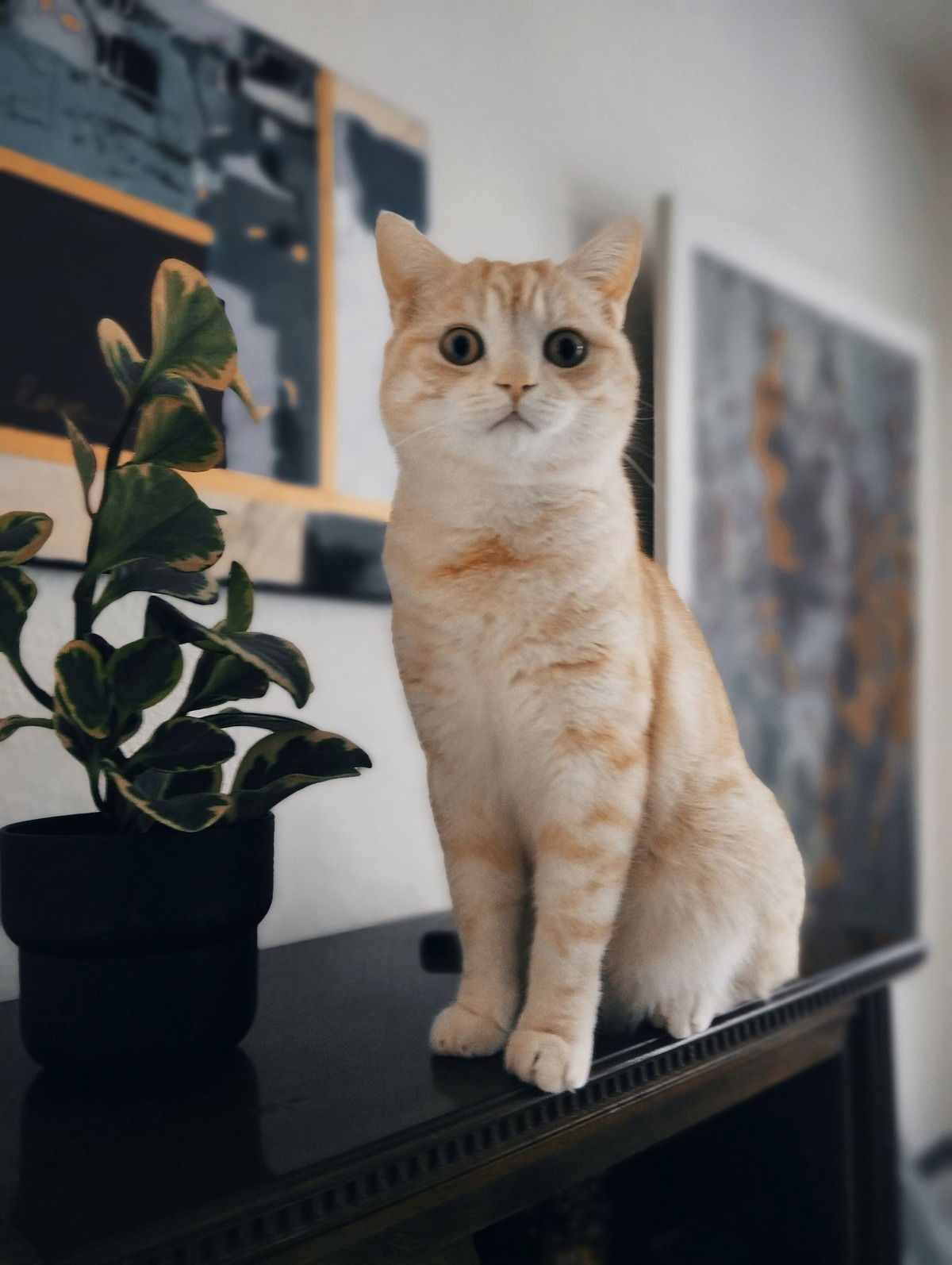 Mein British Shorthair Kater Gilbert