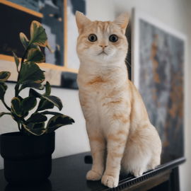 Mein British Shorthair ...