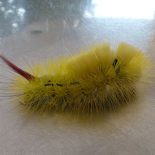 Auflösung: Buchen-Stre...