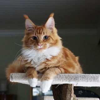 Der Doodle-Bär, fast a...