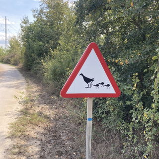 Gebt acht auf die Vogel...