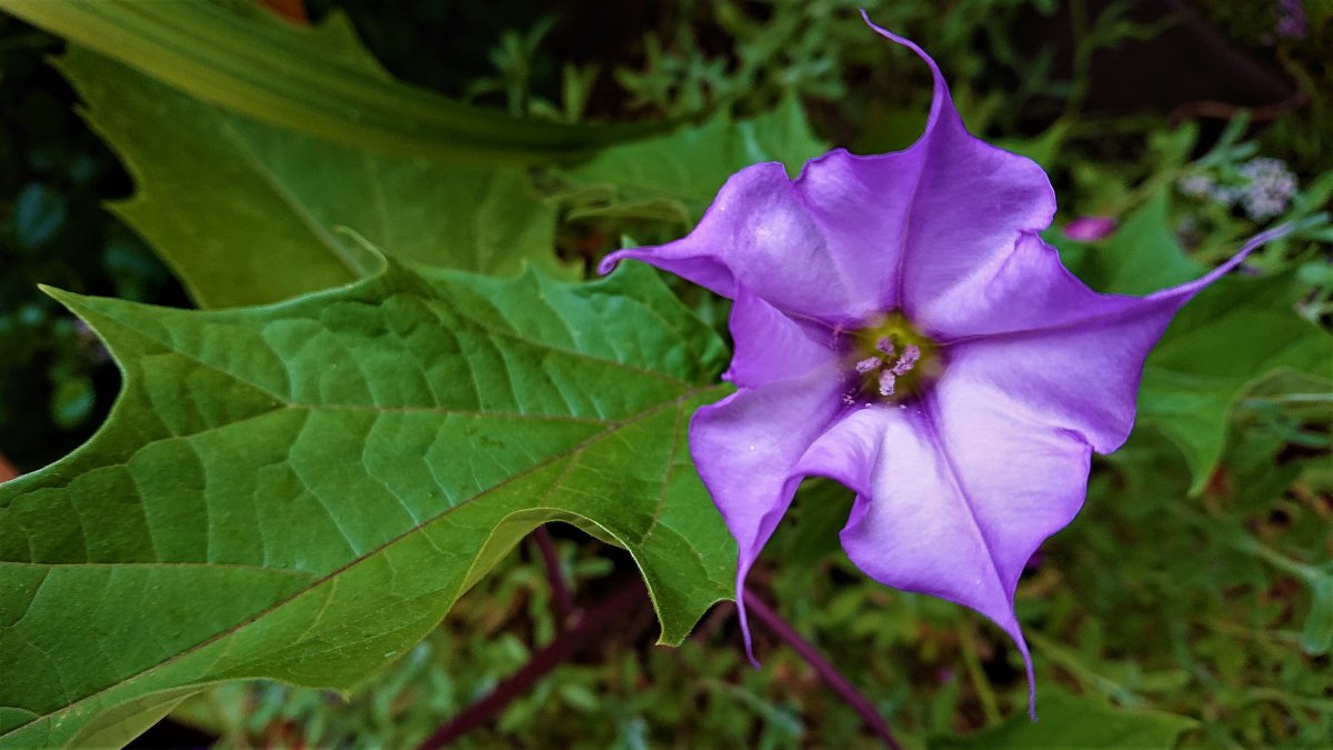Die Datura hat sich dieses Jahr viel Zeit für ihre erste Blüte gelassen :)