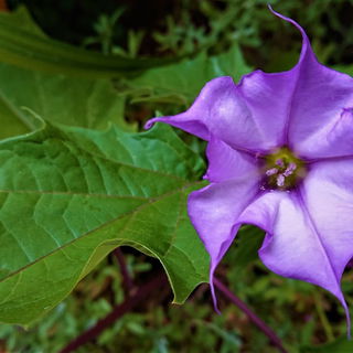 Die Datura hat sich die...