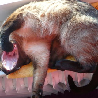 Daaaa fängt meine Zung...