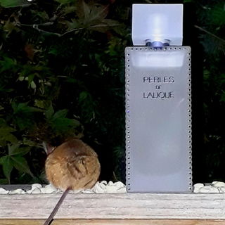 Ich geh dann mal wieder...